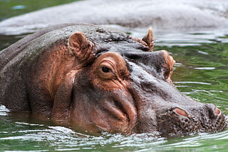 Hipopotamo real