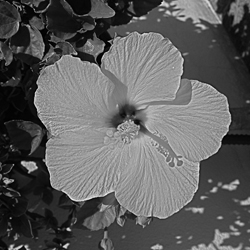 flor-blanco-negro