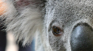 Outback. El koala asesino
