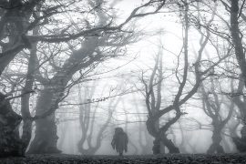 El bosque misterioso, uno de los escenarios más habituales de la literatura de Terror